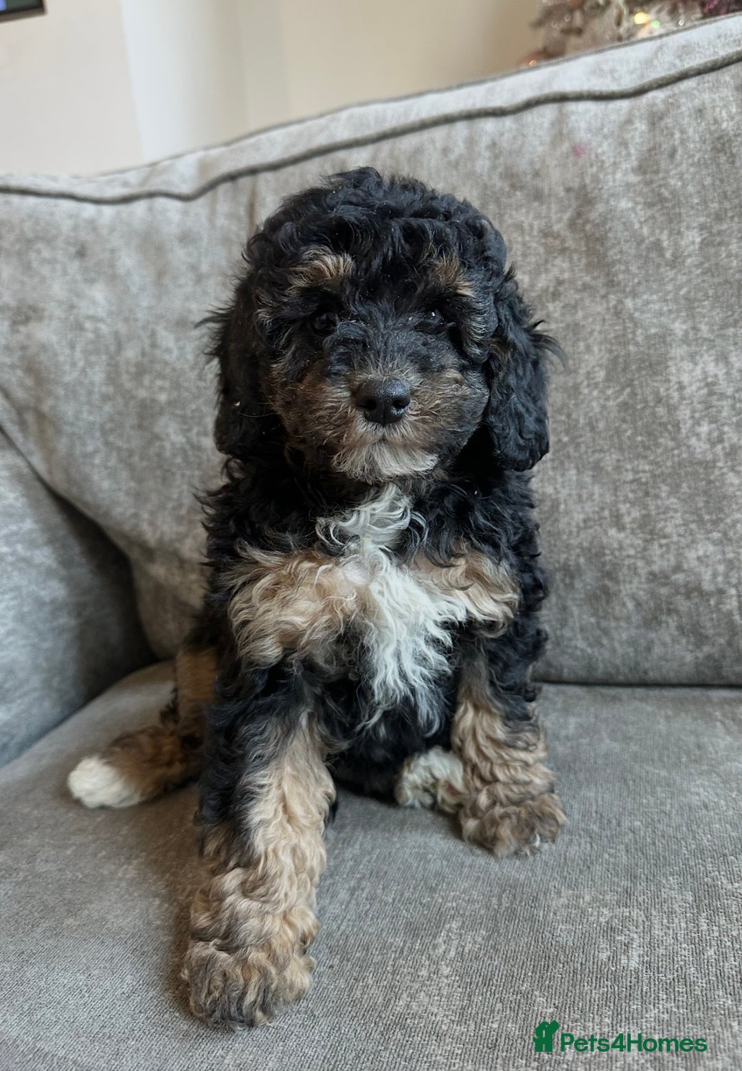 Cavapoo dogs for sale: Beautiful Cavapoos’s  - Advert 14
