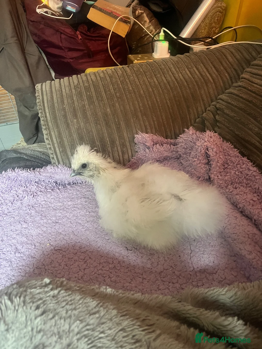 Chickens poultry for sale: White silkie chick  - Advert 2