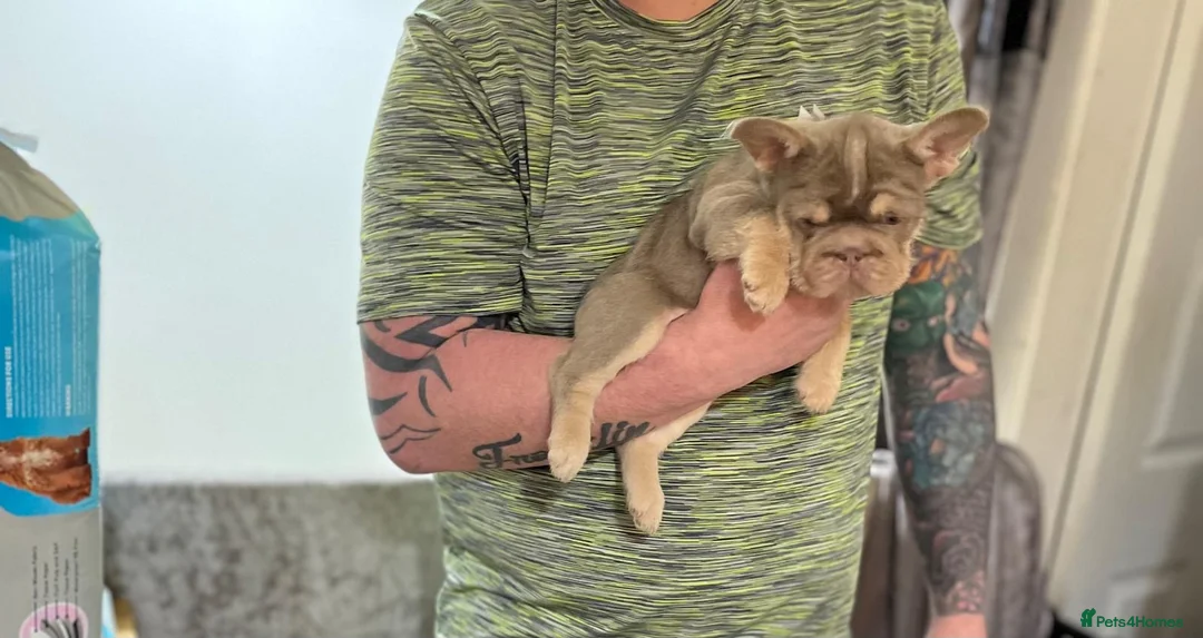 French Bulldog dogs for sale: New shade  **  fluffy /floodle producers  in Burton-on-Trent - Advert 4