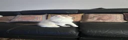 Ragdoll cats for sale:  Tica registered full pedigree ragdolls - Advert 11