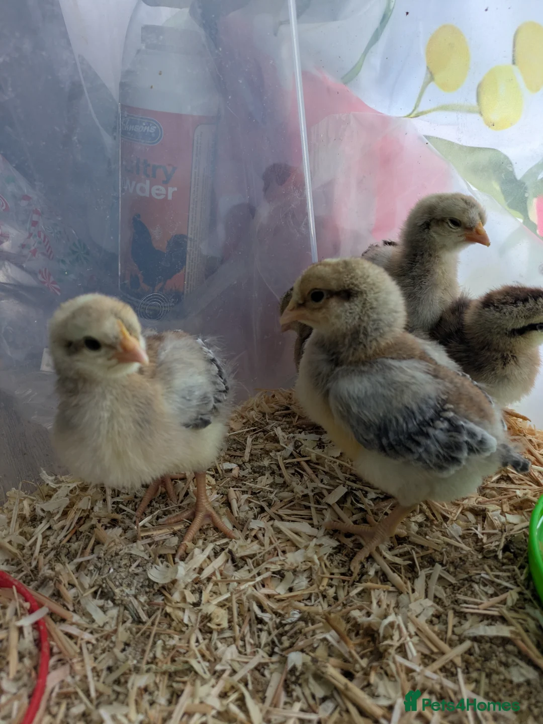 Chickens poultry for sale: 3 male cream legbar chicks  in Saint Austell - Advert 3