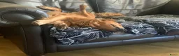 Golden Retriever dogs for sale: Fox Red golden Retrievers KC reg  in Hassocks - Advert 11