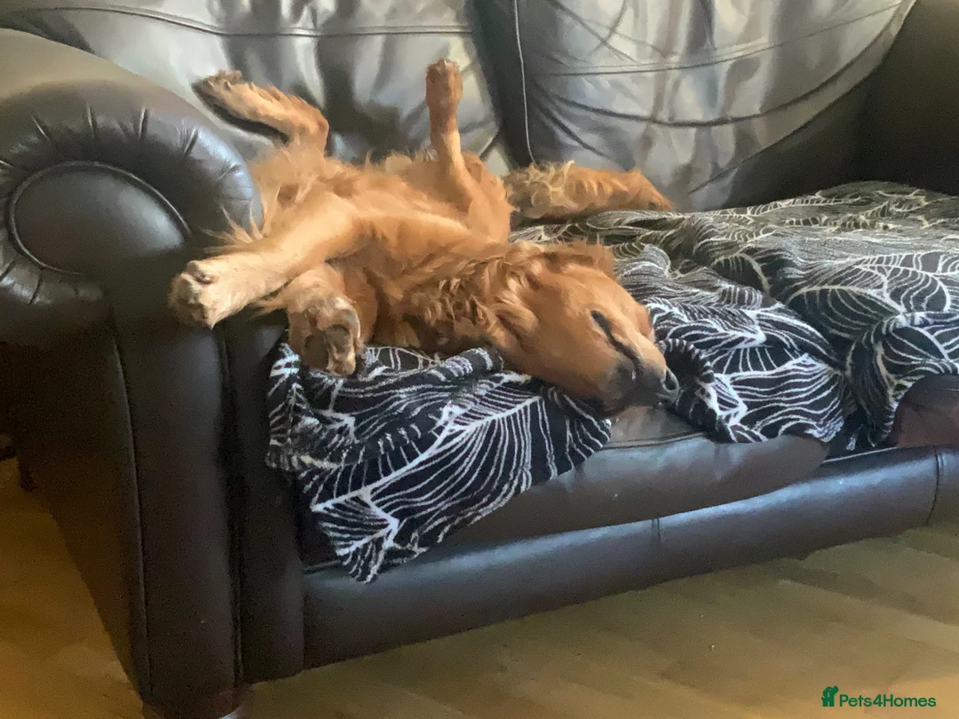 Golden Retriever dogs for sale: Fox Red golden Retrievers KC reg  in Hassocks - Advert 11
