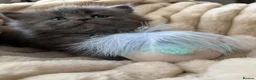 Mixed Breed cats for sale: Maine coon/Scottish fold /point  - Advert 3