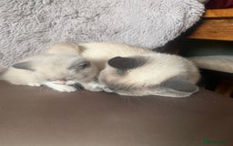 Persian cats for sale: Our cute adorable little female seal point  - Image 16