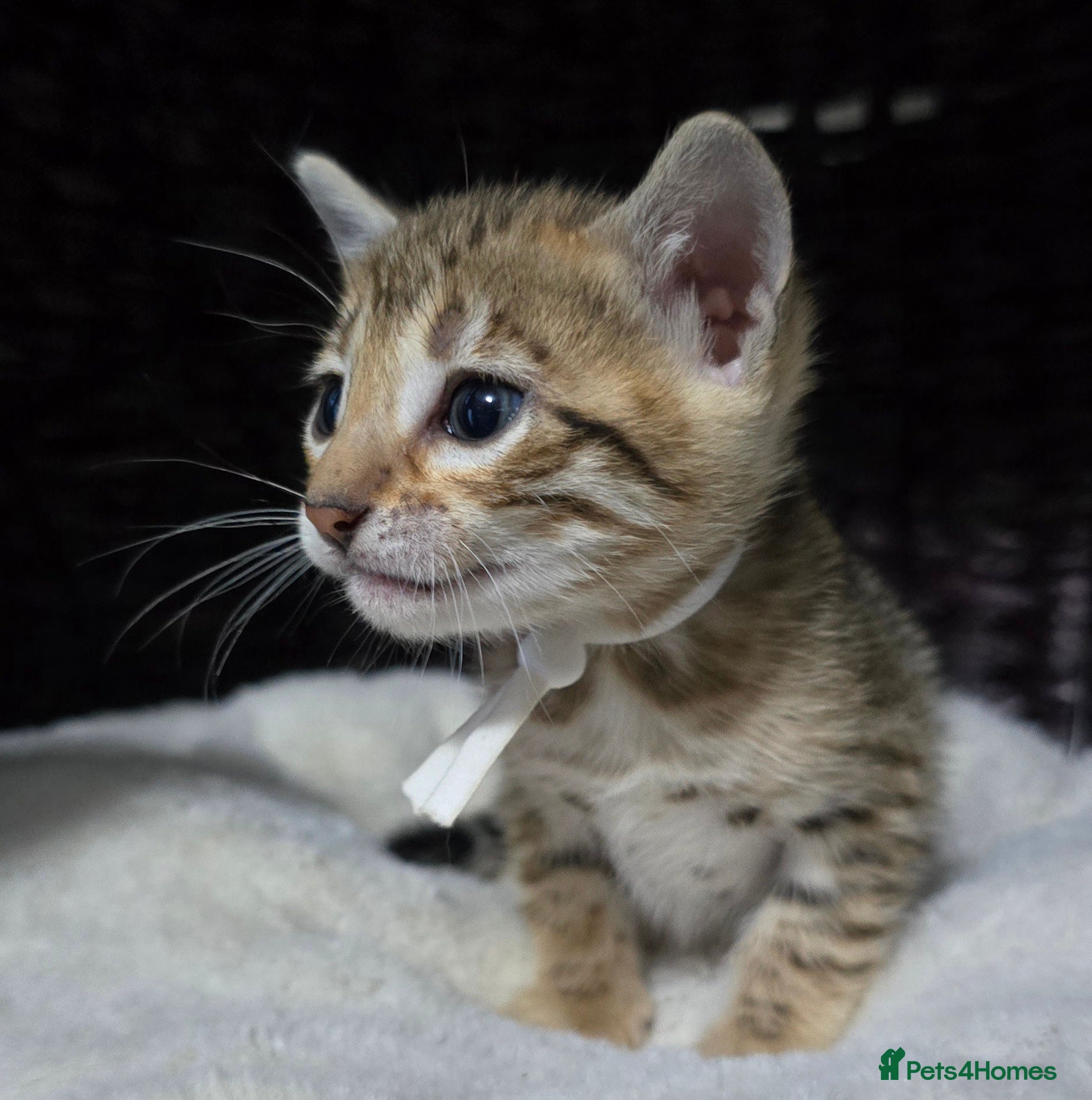 Bengal cats 2 brown girls and 1 brown boy looking for new 🏡 - Advert 1