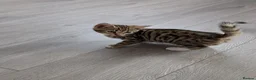 Bengal cats for sale: 4 Lovely bengals - ready to leave - Advert 4