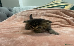 Scottish Fold cats for sale: Scottish fold/straight kittens  - Image 18