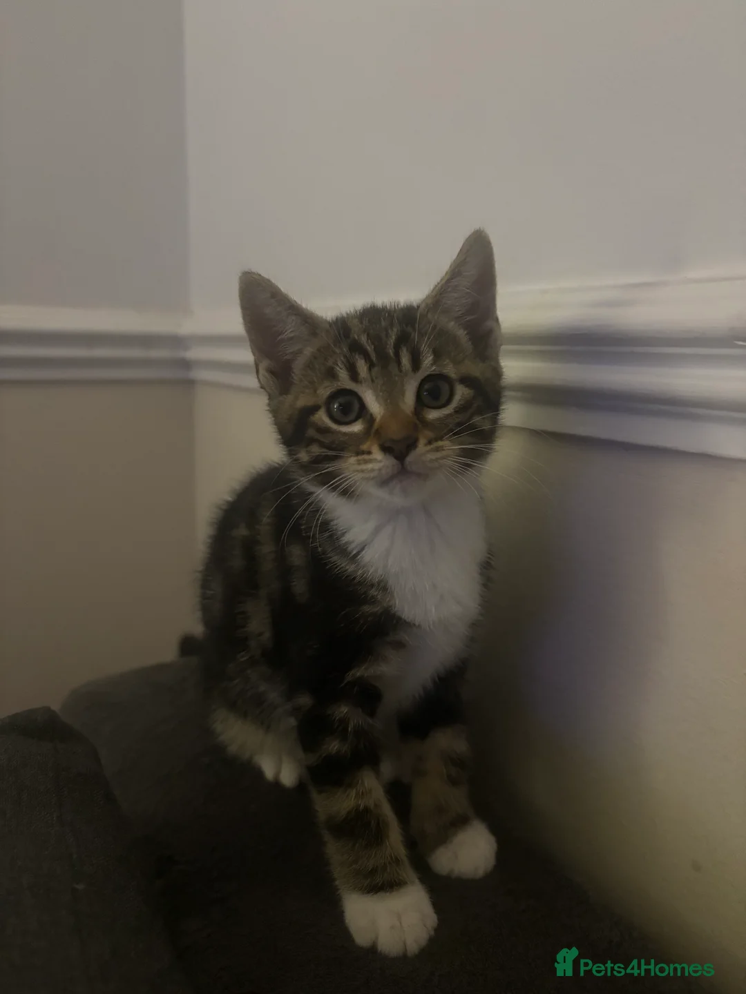 Mixed Breed cats for sale: Gorgeous kittens for sale  - Advert 5