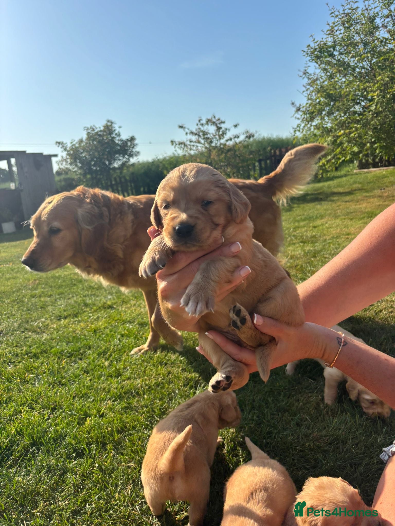 Golden Retriever dogs for sale: Stunning kc golden retriever puppies 🐶  in Ashford - Advert 21