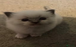 Ragdoll cats for sale: Adorable Ragdoll kittens - Image 11