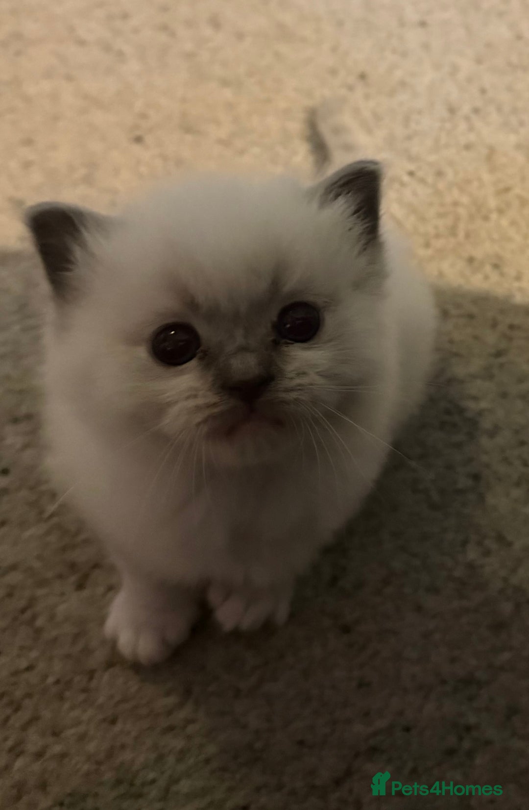 Ragdoll cats for sale: Adorable Ragdoll kittens - Image 11