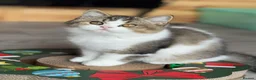 British Shorthair cats for sale: Ch sire TICA reg tabby bi colour boy  - Advert 11