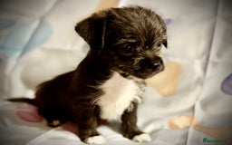 Mixed Breed dogs for sale: Malchi Puppies Looking for Their Forever Homes  - Image 19