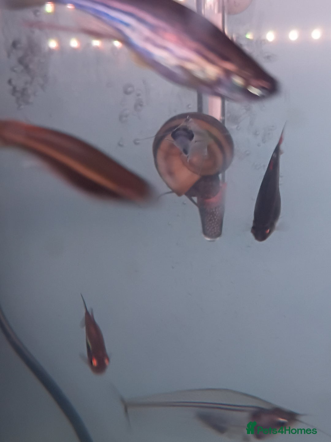 Snails fish for sale: Mixture of Snails for Sale - Advert 2