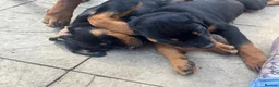 Rottweiler dogs for sale: 2 female Rottweiler puppies  in Mablethorpe - Advert 9