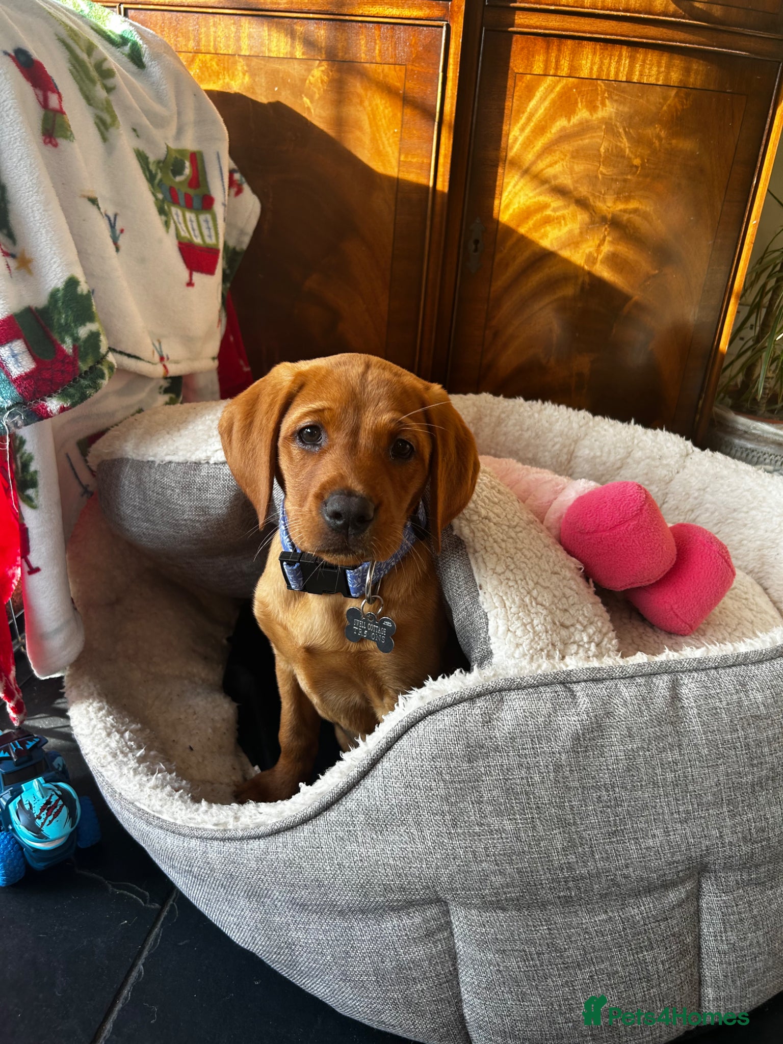 Labrador Retriever dogs Red fox lab puppy  - Advert 5