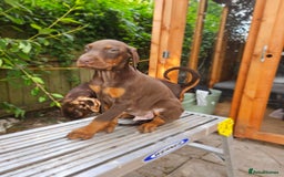Dobermann dogs for sale: Elite Class World Champion Pedigree Pups KC'D - Image 2