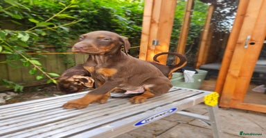 Dobermann dogs - Advert 2
