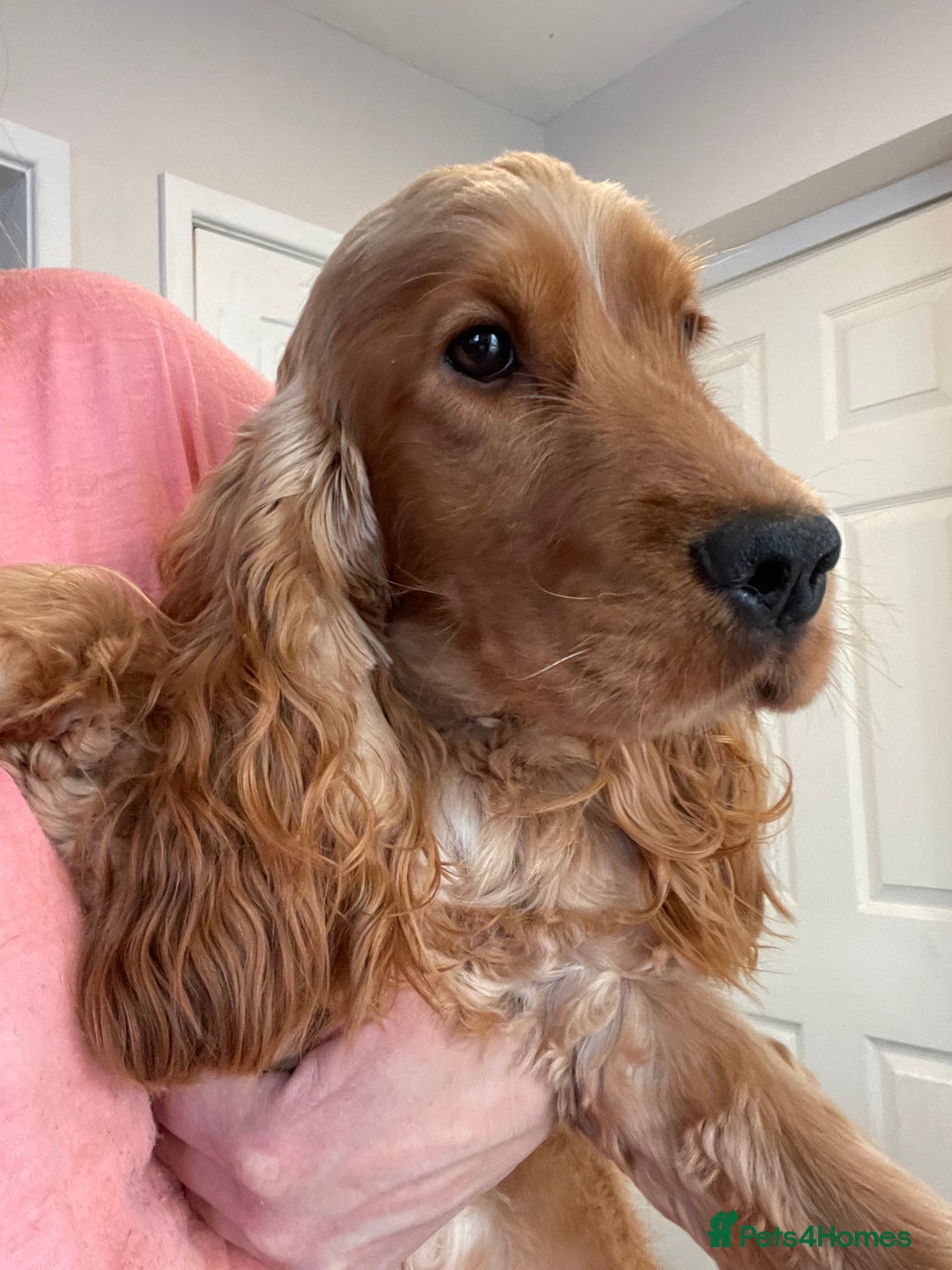 Cocker Spaniel dogs for sale: Golden show type Cocker spaniel male  - Image 2