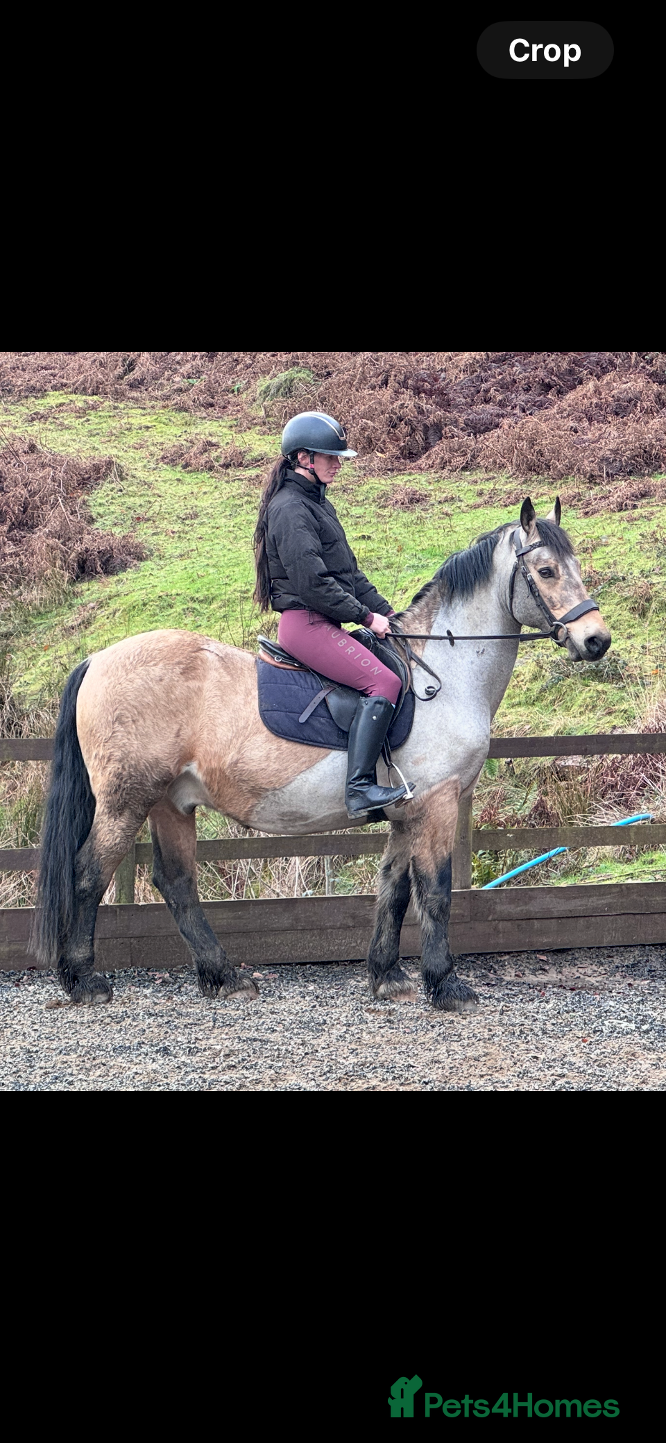 Welsh Section D horses Goldie - Dun Section D  - Advert 1