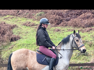 Welsh Section D horses Goldie - Dun Section D - Advert 1