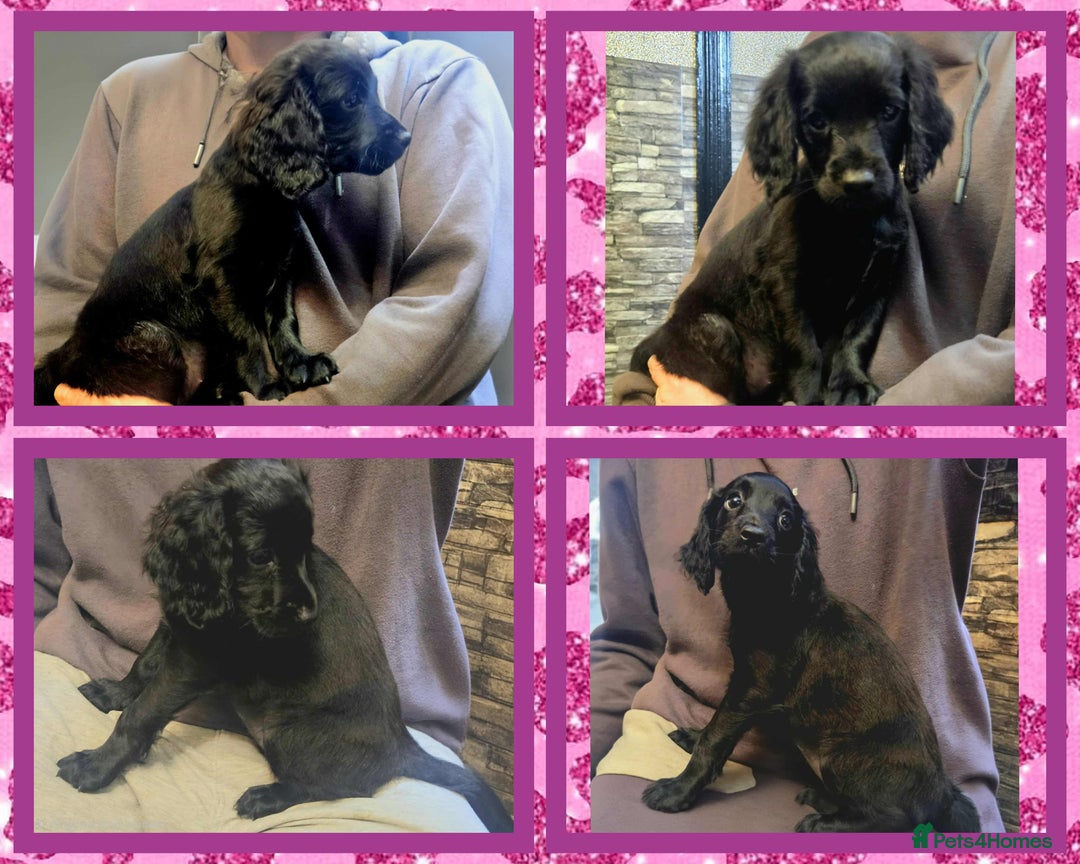 Cockapoo dogs for sale: READY TO LEAVE 4TH OF DECEMBER - Advert 24