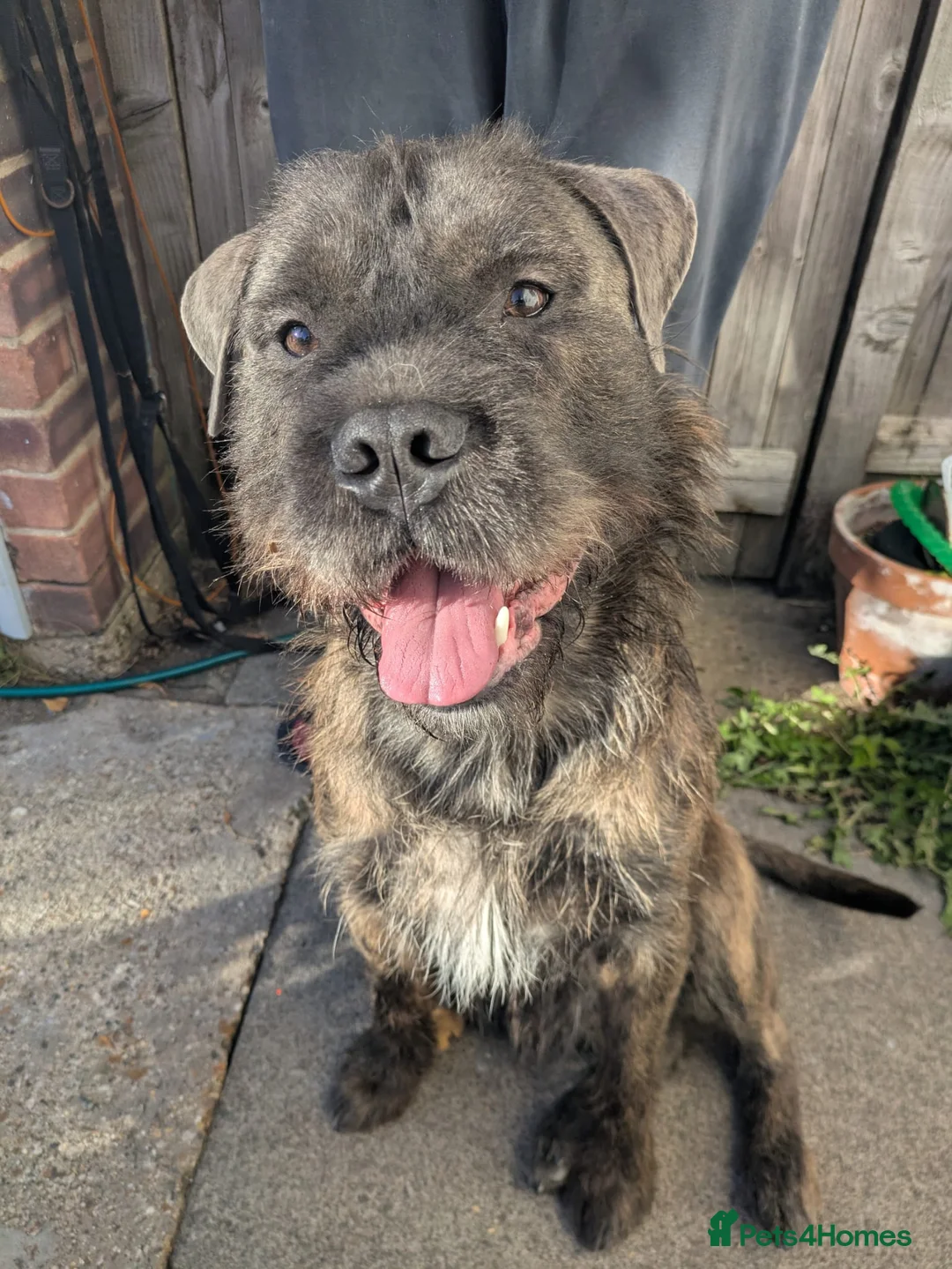 Mixed Breed dogs for sale: Rehoming - Advert 5