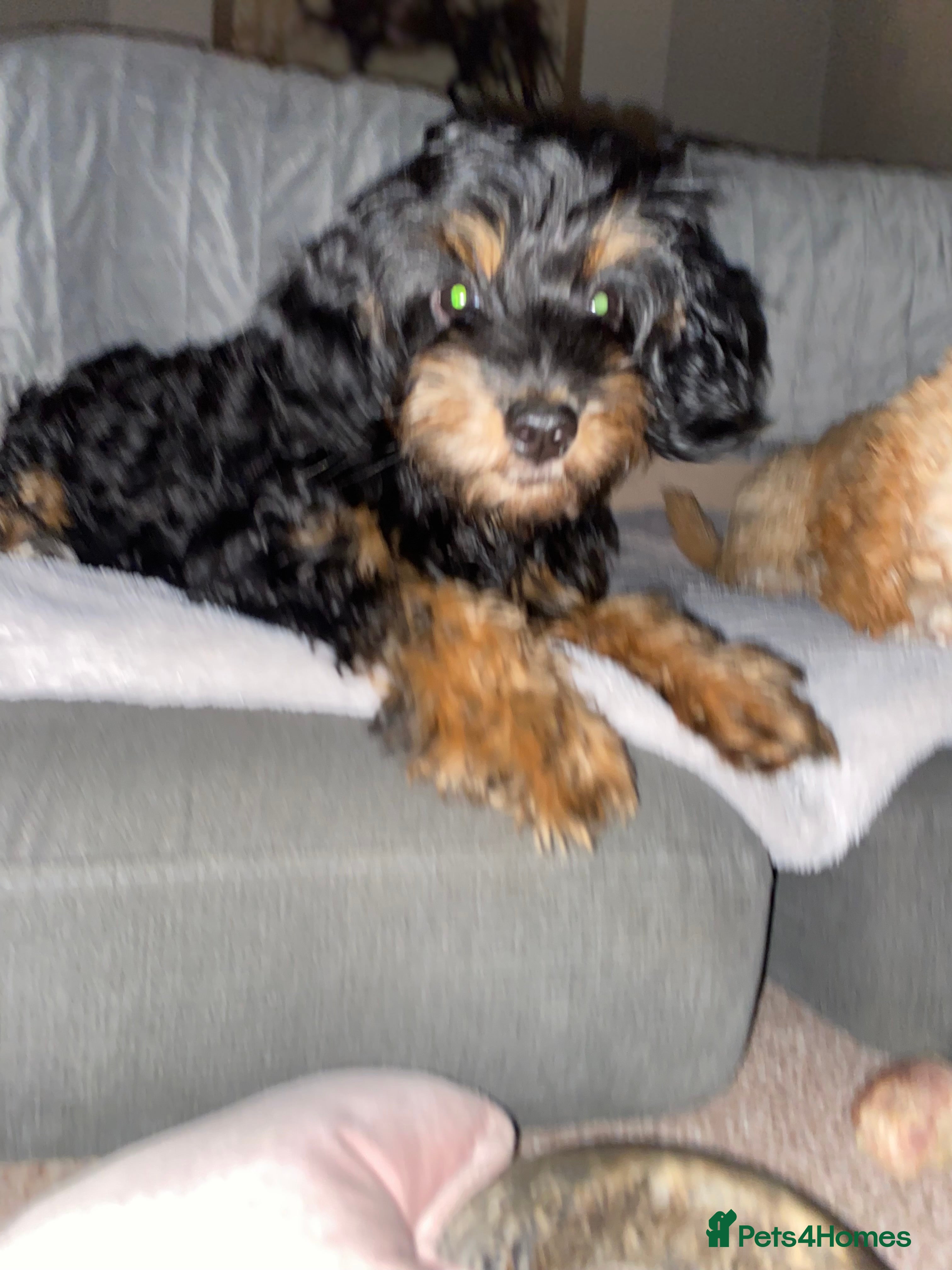 Cockapoo dogs F1b cockapoos x2 girls READY NOW!  - Advert 17