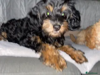 Cockapoo dogs F1b cockapoos x2 girls READY NOW! - Advert 17