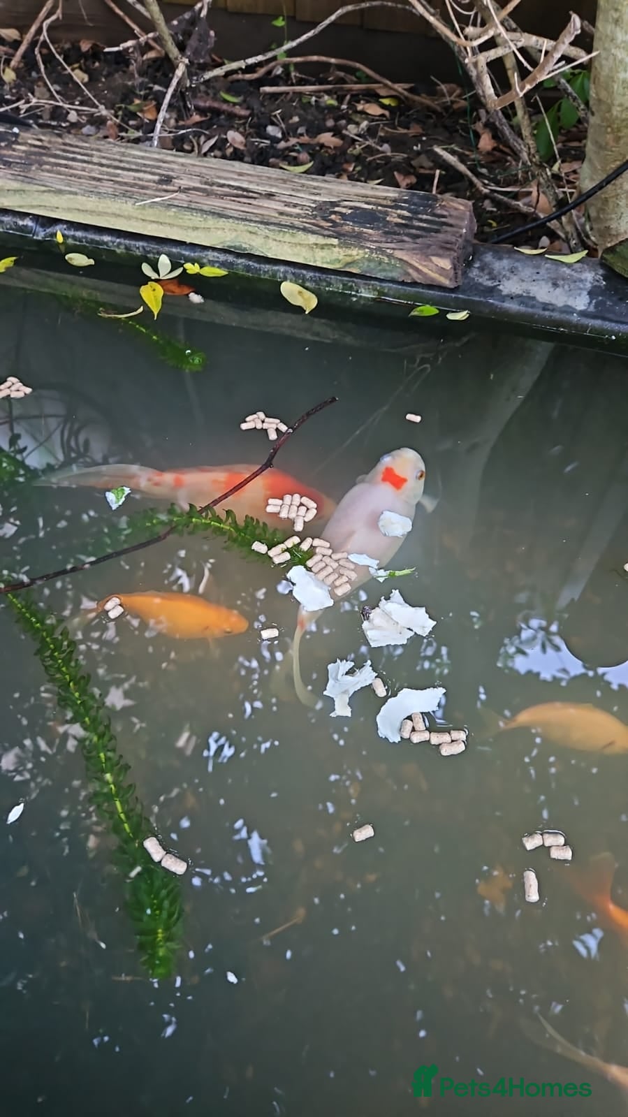 Goldfish fish Various Goldfish - Advert 9