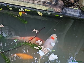 Goldfish fish Various Goldfish - Advert 9