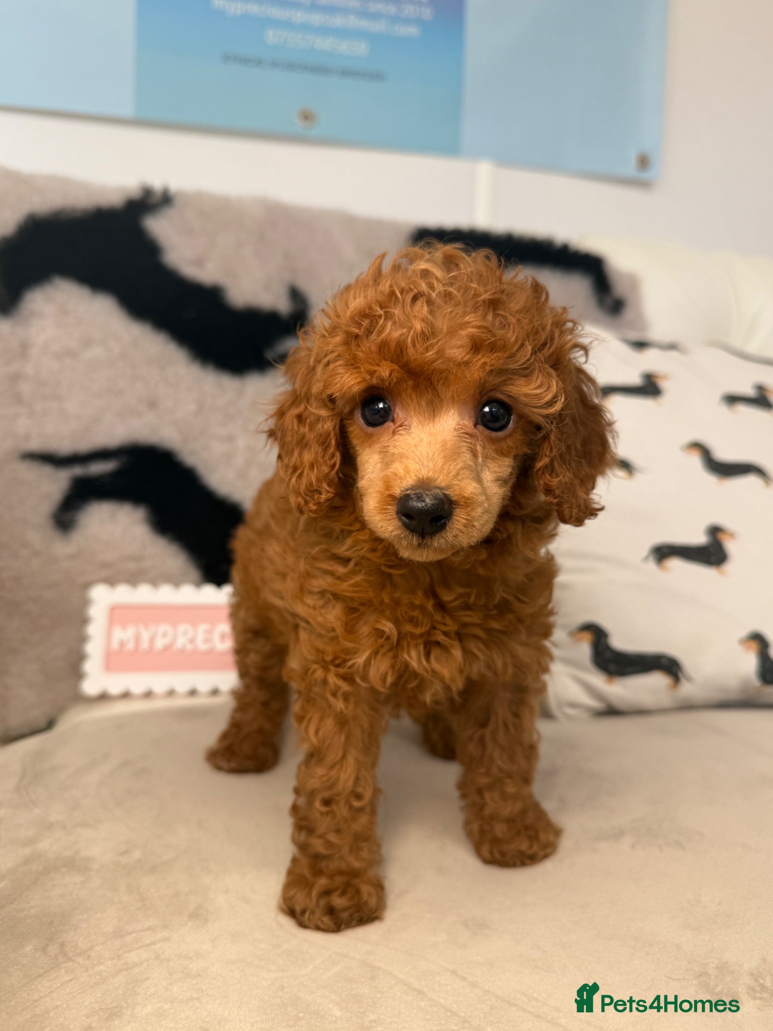 Miniature Poodle dogs 🧸last two KC registered  miniature poodle🧸 - Advert 1