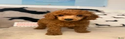 Miniature Poodle dogs for sale: 🧸last two KC registered  miniature poodle🧸 - Advert 2