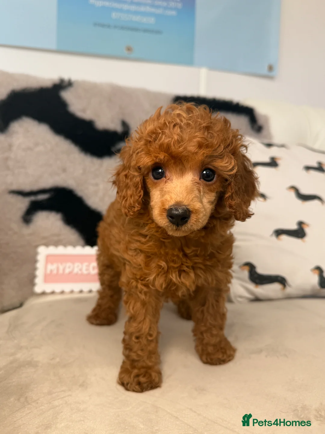 Miniature Poodle dogs for sale: 🧸last two KC registered  miniature poodle🧸 - Advert 2