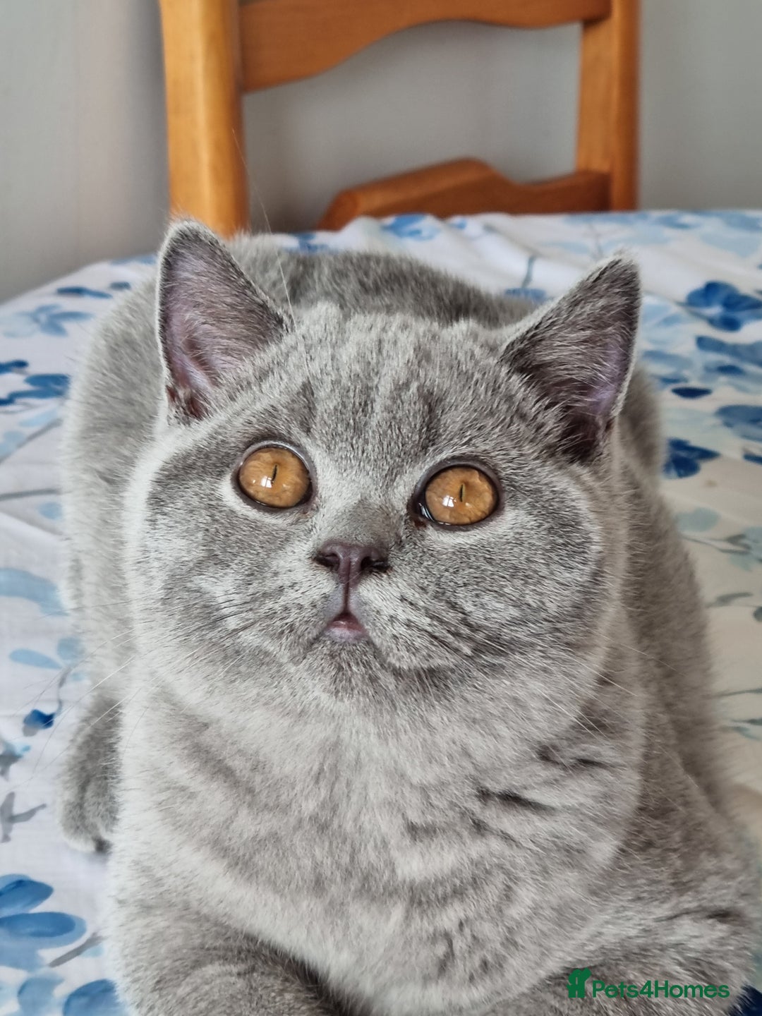 British Shorthair cats for sale: Gorgeous big boy kitten  - Image 6