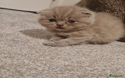 British Shorthair cats for sale: British shorthair  - Image 4