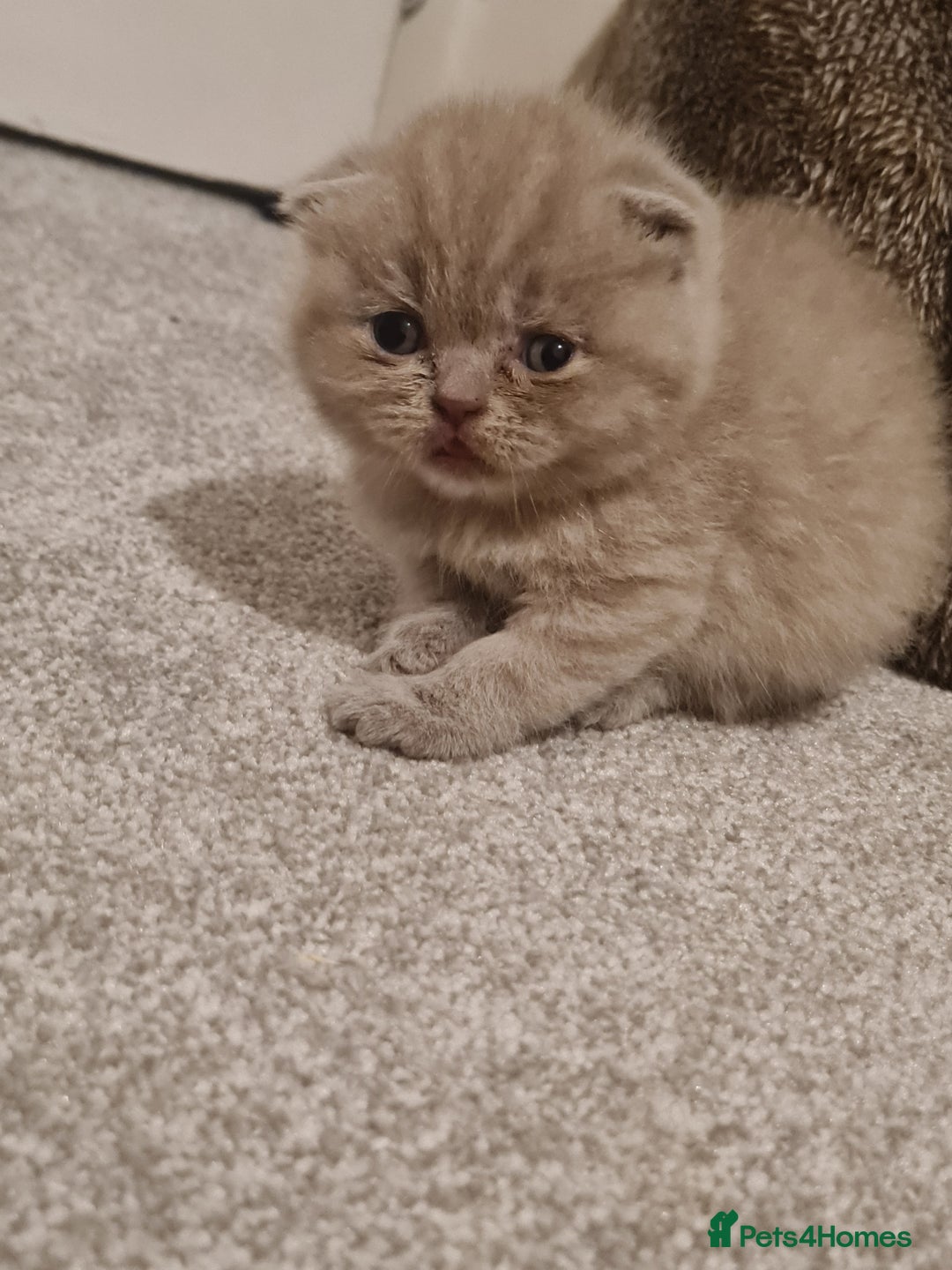 British Shorthair cats for sale: British shorthair  - Image 4