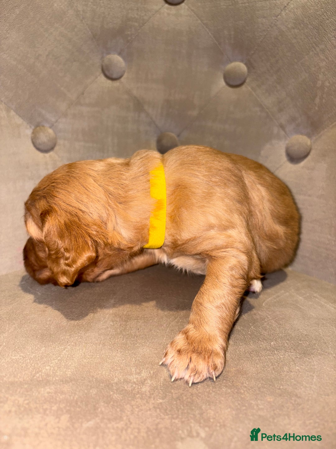 Cockapoo dogs for sale: Beautiful litter of Cockapoo pups - Advert 4