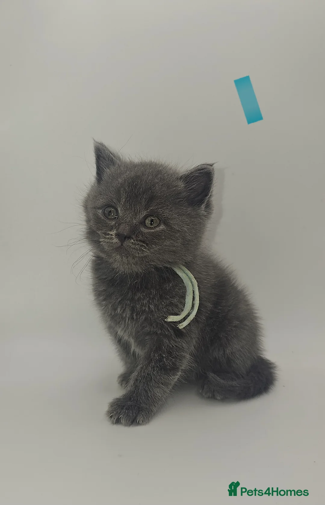 British Shorthair cats for sale: Bsh blue kittens for sale stunning litter in Oldham - Advert 14