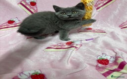 British Shorthair cats for sale: Rainbow litter 🤩🤩💕💕🌈🌈 - Image 8