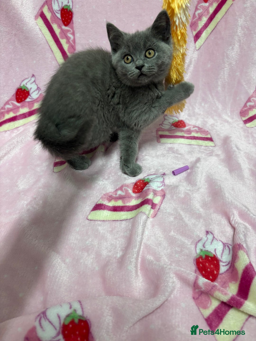 British Shorthair cats for sale: Rainbow litter 🤩🤩💕💕🌈🌈 - Image 8