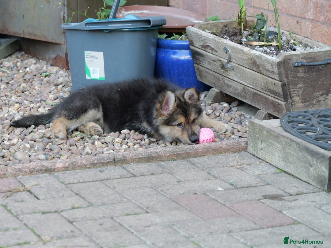 Mixed Breed dogs for sale: Shollies  in Rochdale - Image 29