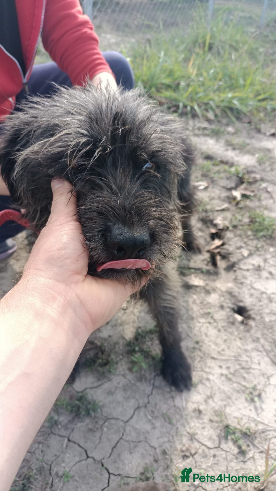 Mixed Breed dogs for adoption: ROCKY – Gentle, Resilient & Ready for Love 🐾 - Advert 4