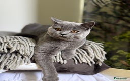 Scottish Fold cats for sale: Lovely Scottish straight girl - Image 11