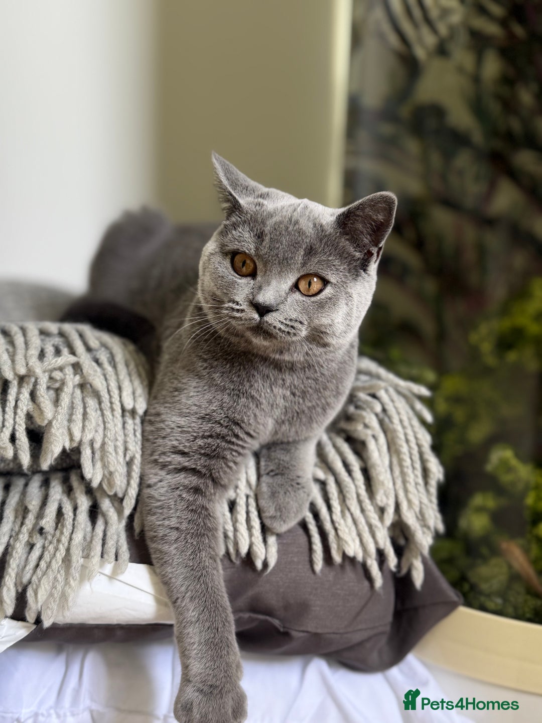 Scottish Fold cats for sale: Lovely Scottish straight girl - Image 11