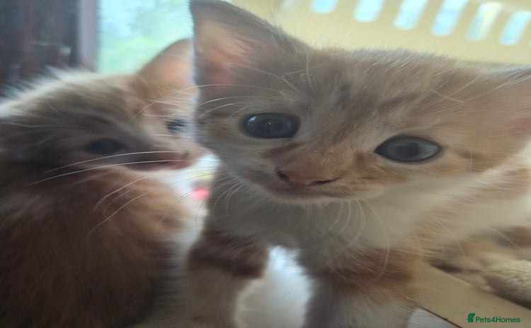 Mixed Breed cats - Advert 11