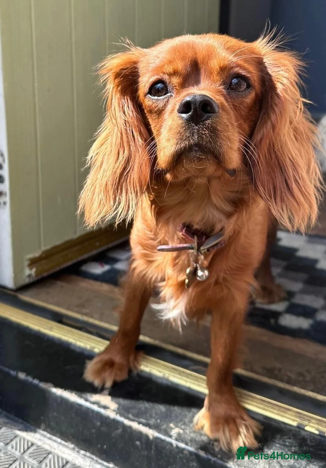 Cavalier King Charles Spaniel dogs for sale: 6 Full Breed King Charles Cavalier Puppies  - Advert 2