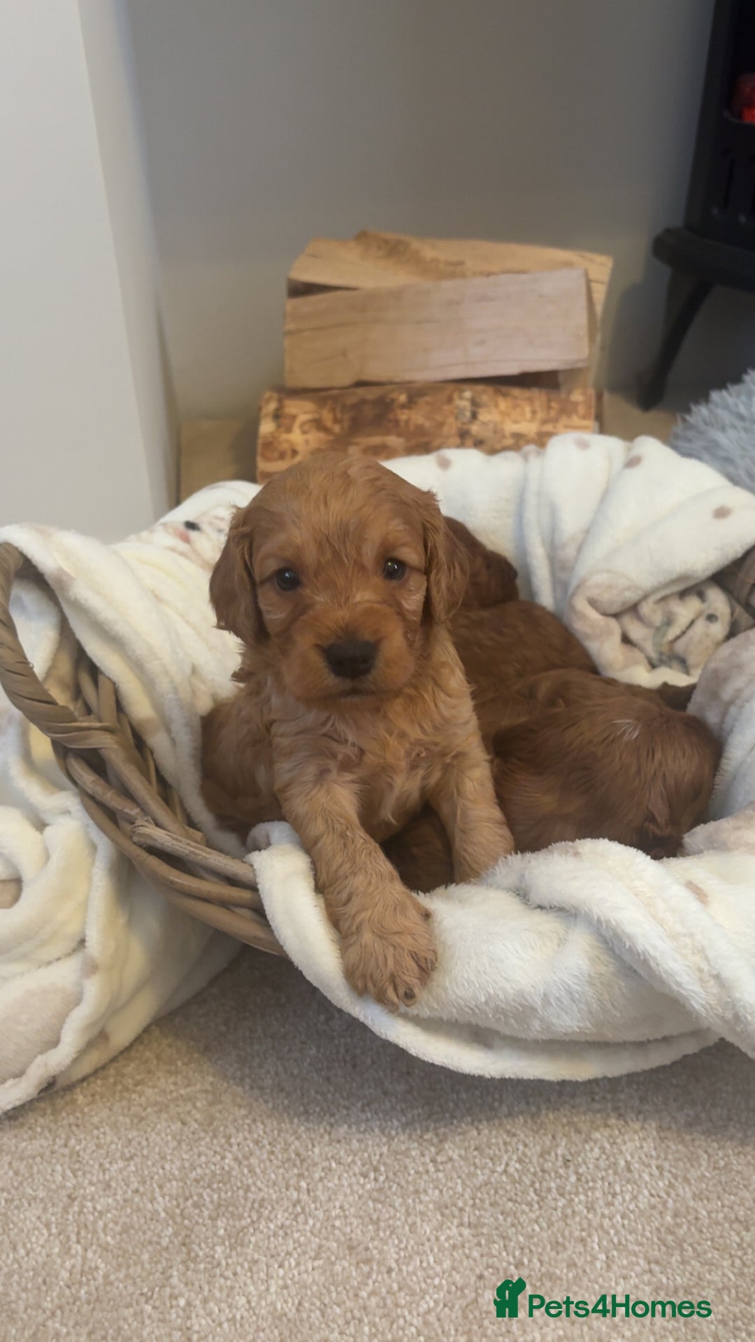 Cockapoo dogs for sale: Beautiful F1 Cockapoo puppies  - Image 9