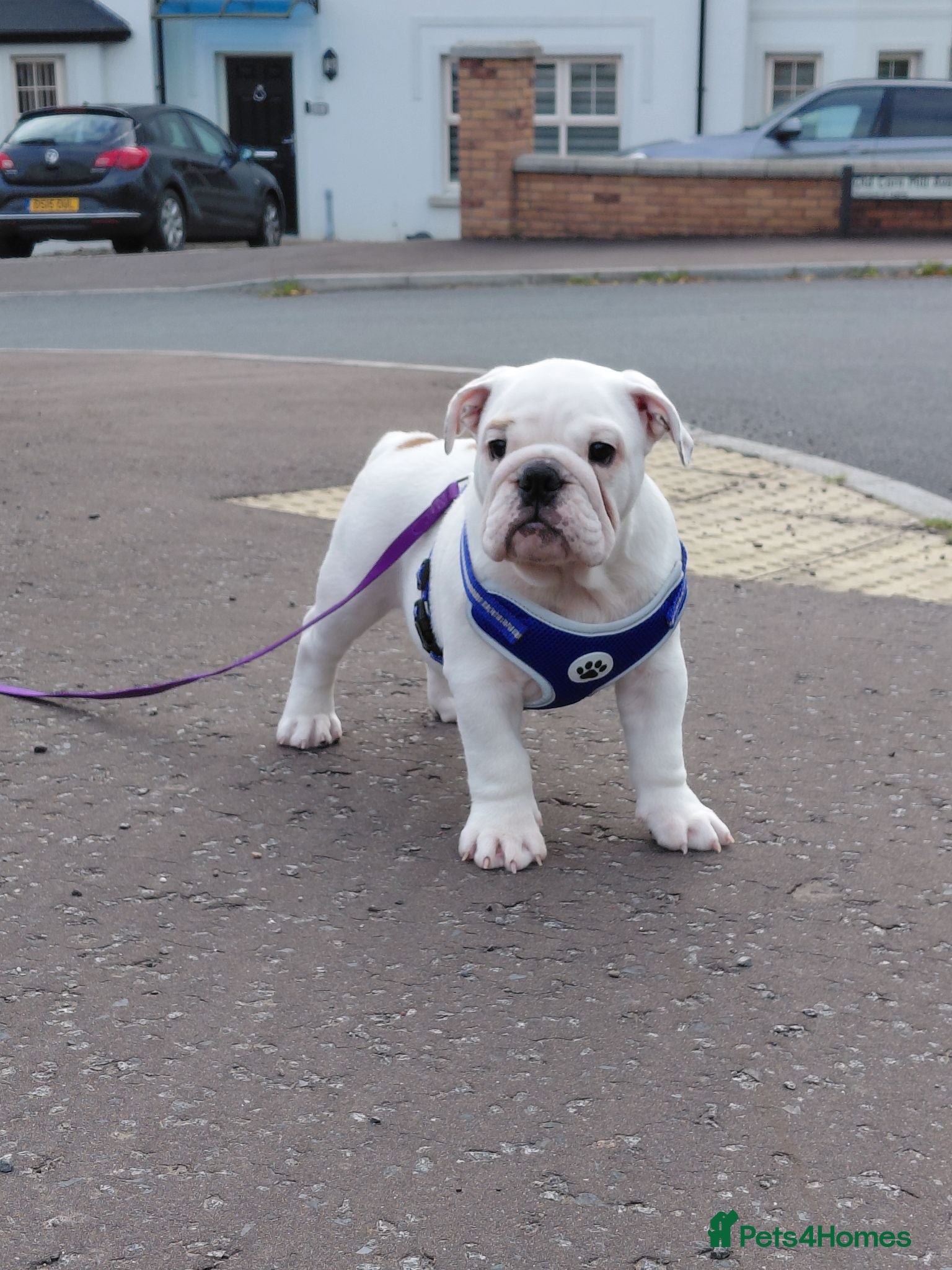 English Bulldog dogs English Bulldog Puppy  - Advert 1
